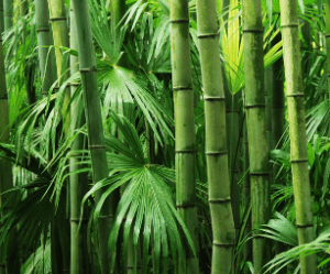 bamboo Gardenfrontier bamboo