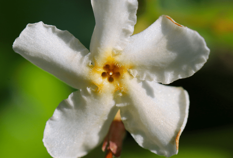 Asiatic Jasmine Gardenfrontier Asiatic Jasmine