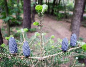 Korean Fir Container growing Gardenfrontier Korean Fir Container growing
