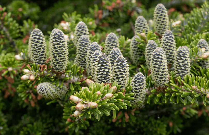 Korean Firs Gardenfrontier Korean Firs
