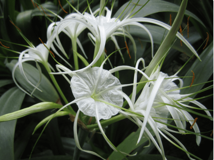 White Spider Lily Gardenfrontier White tropical spider lily blooming with long spidery petals and glossy green leaves