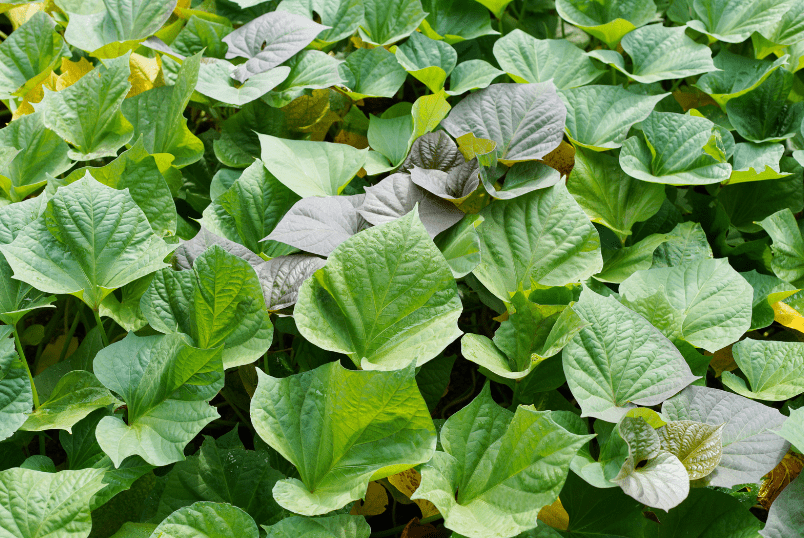Sweet Potato Vines Gardenfrontier Sweet Potato Vines