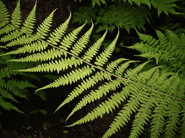 Japanese Painted Fern Athyrium niponicum Gardenfrontier Japanese Painted Fern Athyrium niponicum