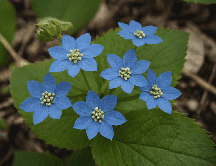 Siberian Bugloss Brunnera macrophylla Gardenfrontier Siberian Bugloss Brunnera macrophylla