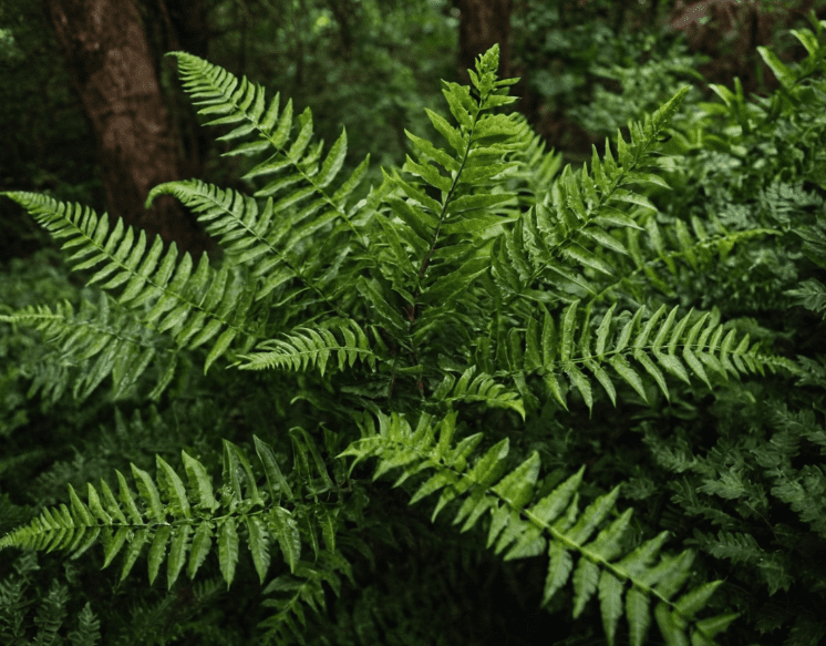 East Indian Holly Fern Gardenfrontier A variegated East Indian holly fern with dark green fronds and yellow green midrib markings