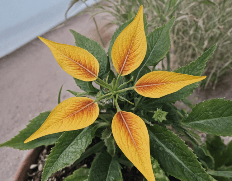 Sun Star Plant Gardenfrontier Sun Star Plant