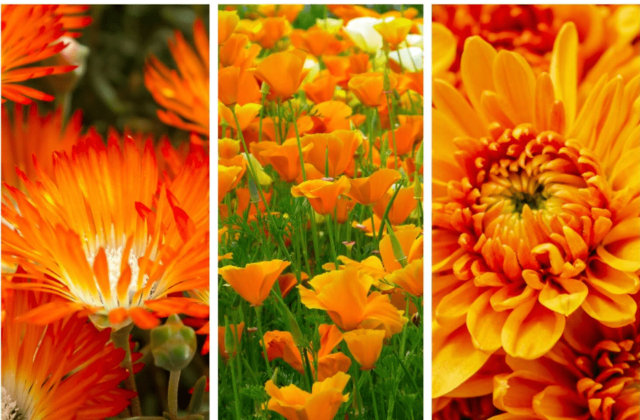 orange flowers Gardenfrontier Bright orange flowers blooming in a sunny garden border with green foliage