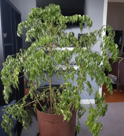 China Doll plant leaf drop Gardenfrontier China Doll plant leaf drop