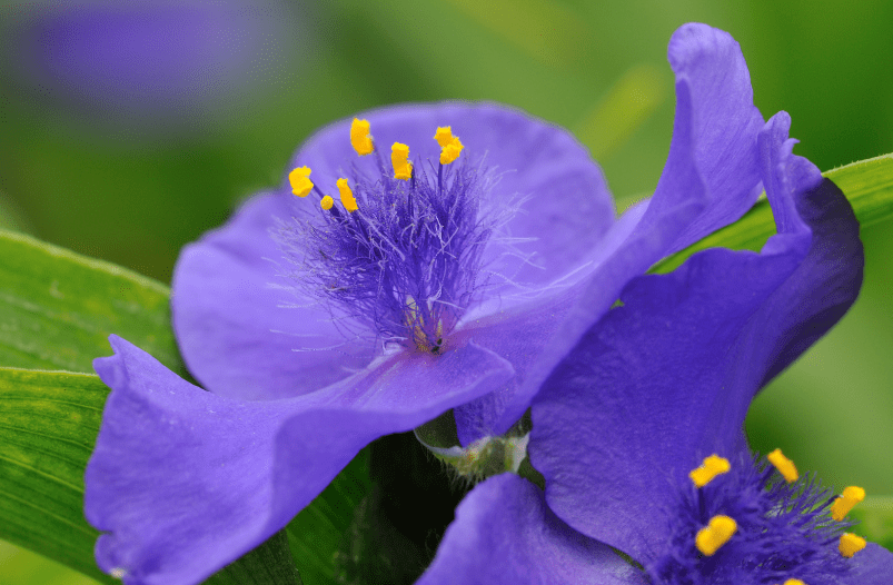 spiderwort Gardenfrontier spiderwort