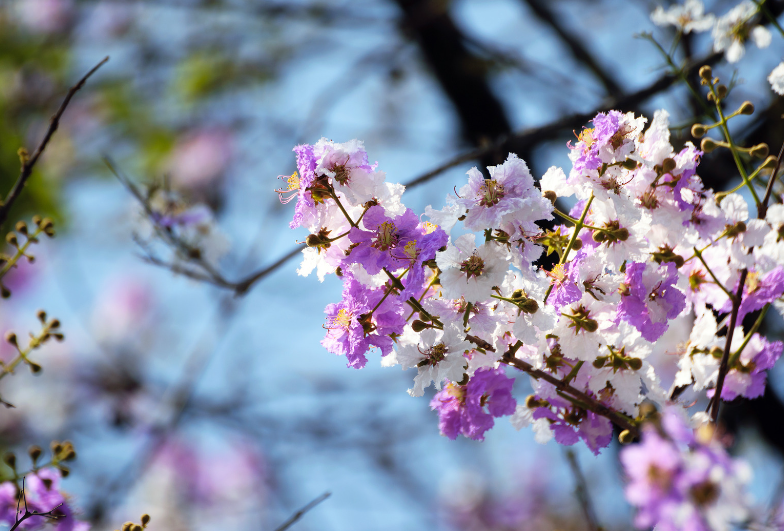Ornamental Peach Tree in Bloom Gardenfrontier A blooming ornamental peach tree with vibrant pink flowers