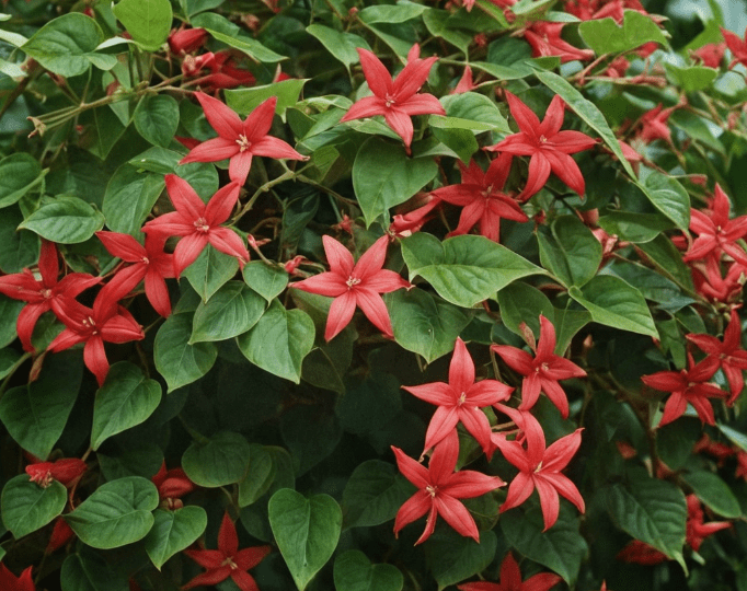 QuisqualisIndicaCareTipspng Gardenfrontier QuisqualisIndica CareTipspng