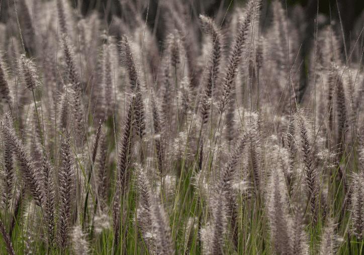 Sandbur Weed Gardenfrontier Sandbur Weed