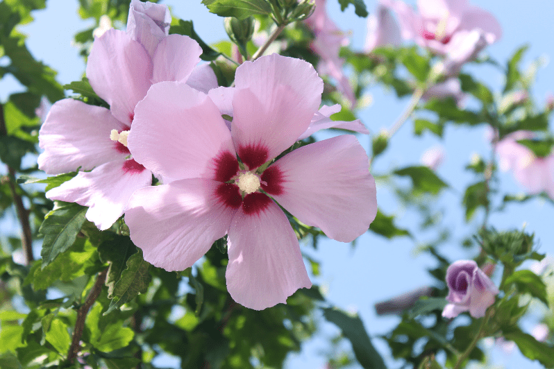 Rose of Sharon Hibiscus syriacus Gardenfrontier Rose of Sharon Hibiscus syriacus