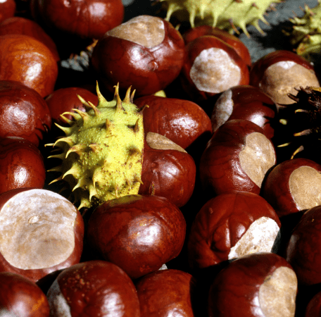 Buckeye Horsechestnut Aesculus Gardenfrontier Buckeye or horse chestnut seed pod with shiny brown seed