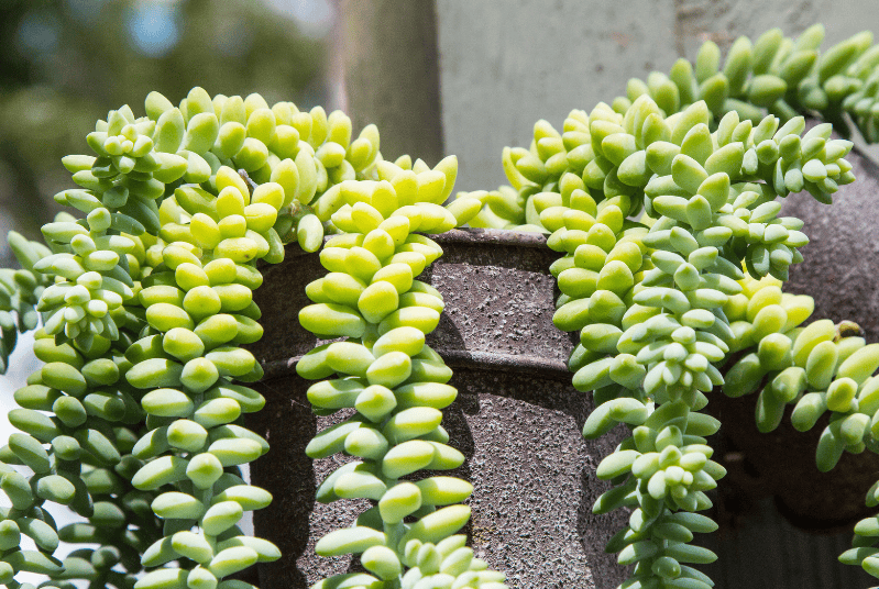 Burros Tail Gardenfrontier Burros Tail
