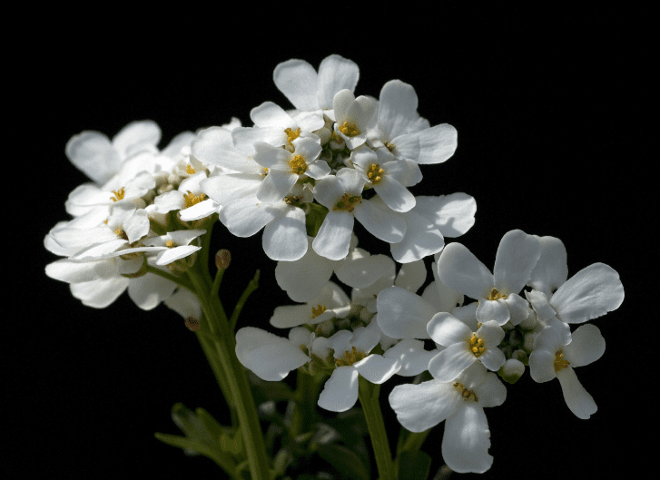 Candytuft Companion Plants Gardenfrontier Candytuft Companion Plants