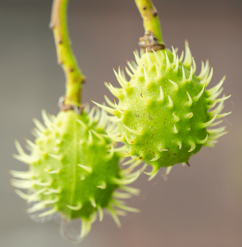 Chestnut Castanea Gardenfrontier True chestnut burs with sharp spines and edible nuts