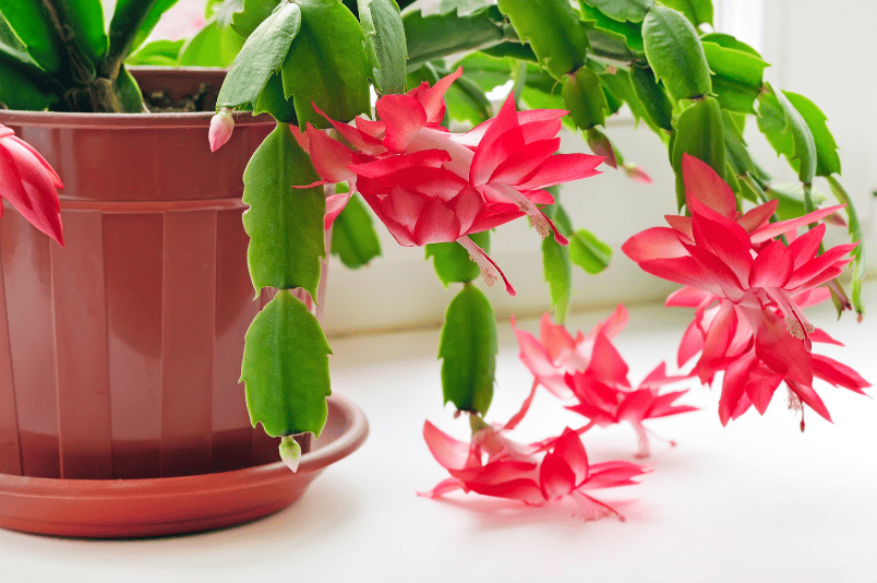 Christmas Cactus Gardenfrontier Bright pink blooming Christmas Cactus in a pot