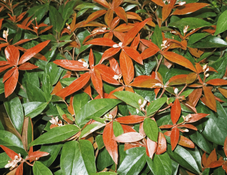 Coastal Leucothoe Gardenfrontier Coastal Leucothoe