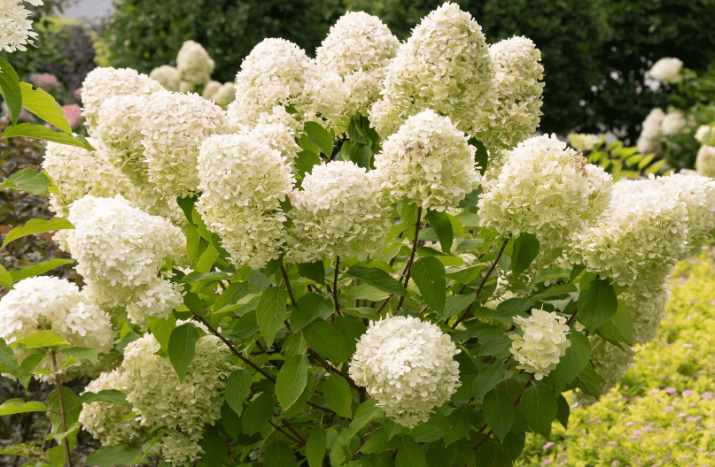 Drought Tolerant Hydrangeas Gardenfrontier A beautiful garden bed featuring white drought tolerant hydrangeas thriving in full sun
