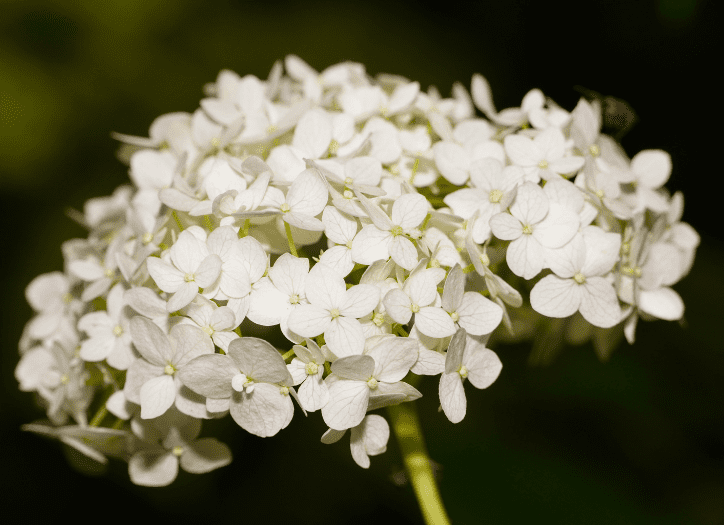 Hydrangea Arborescens Gardenfrontier Hydrangea Arborescens featuring large round white flower heads