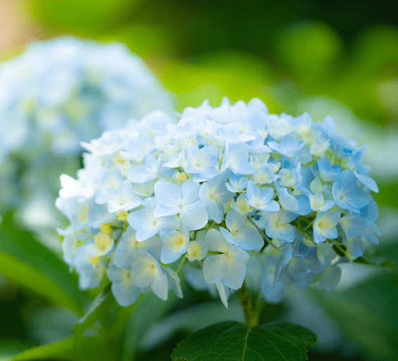 Hydrangea Macrophylla Gardenfrontier Hydrangea Macrophylla with bright pink blooms