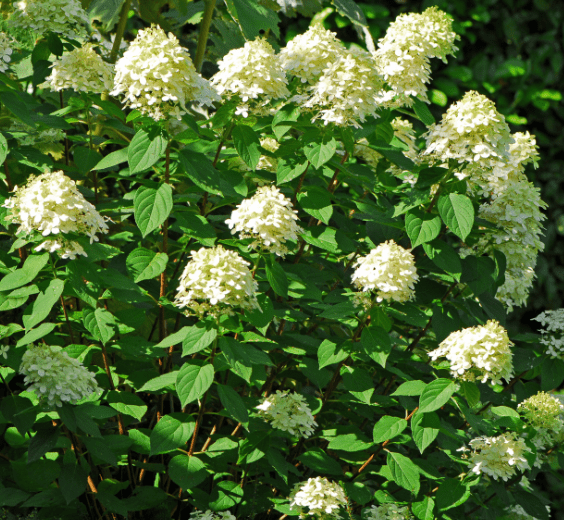 Hydrangea Paniculata Gardenfrontier Hydrangea Paniculata with cone shaped white blooms