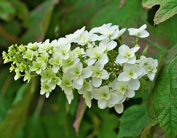 Hydrangea Quercifolia Gardenfrontier Close up of Hydrangea Quercifolia showing its distinctive oak shaped leaves