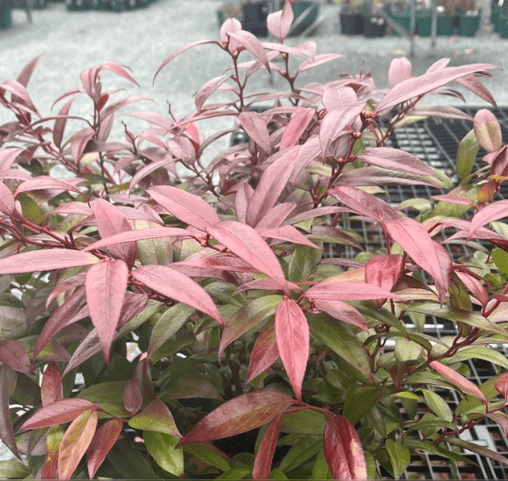 Leucothoe Compacta Gardenfrontier A lush Leucothoe Compacta shrub showing its glossy green and burgundy foliage