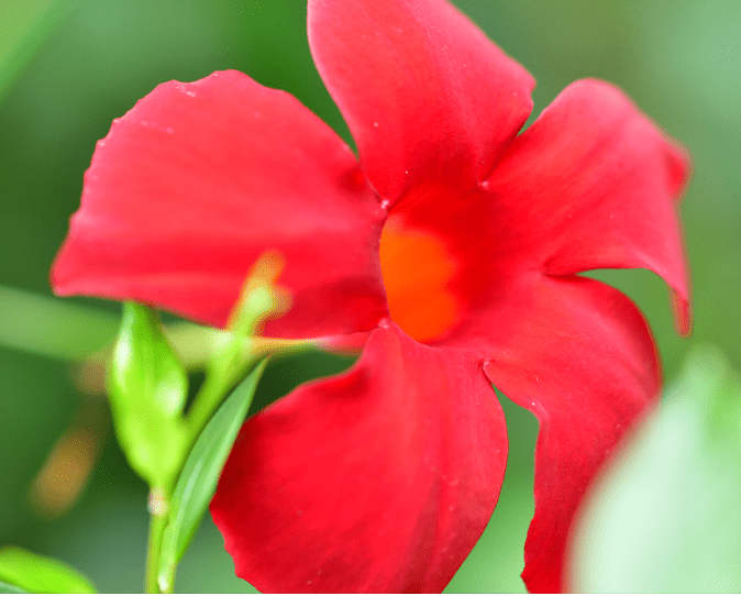 Mandevilla Sun Parasol Series Gardenfrontier Mandevilla Sun Parasol Series