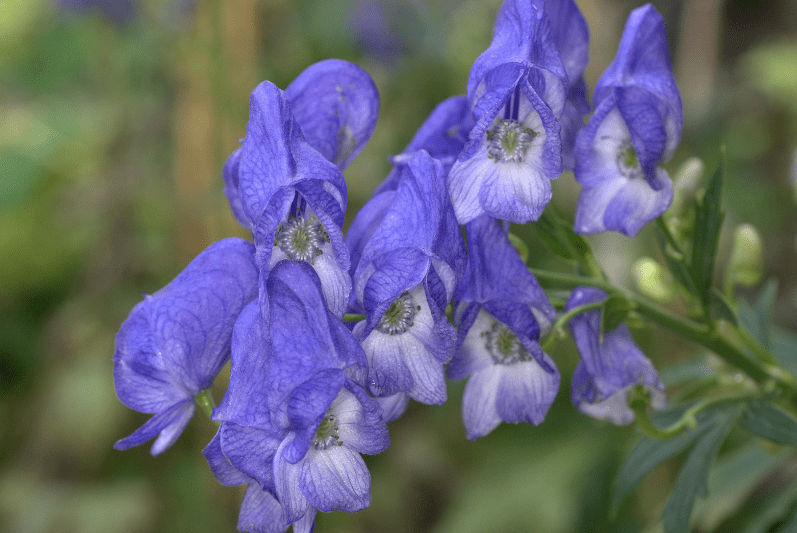 Monkshood Gardenfrontier Monkshood