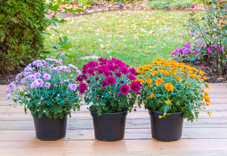 Potted Mums Gardenfrontier Potted Mums