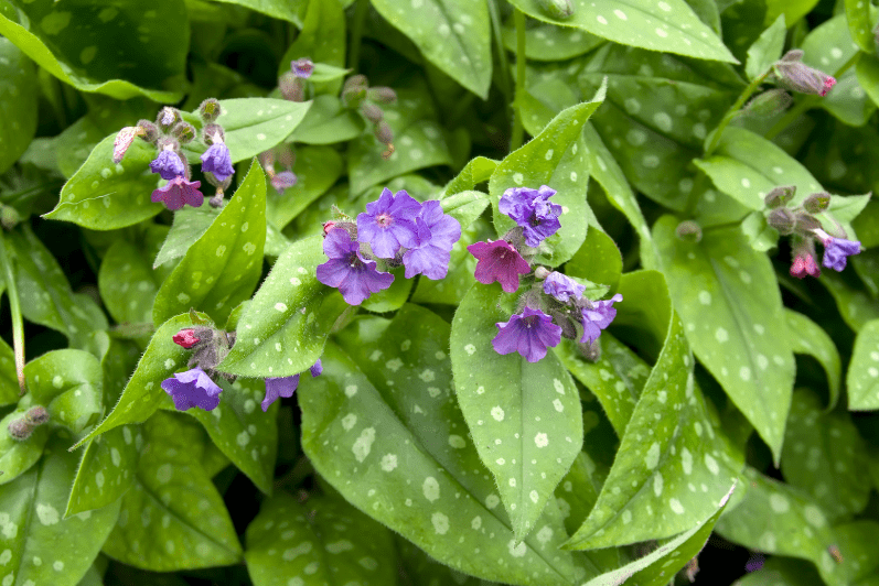 Pulmonaria Plant Care and Growing Tips Gardenfrontier Close up of a blooming Pulmonaria plant with pink and blue violet flowers and silver spotted green leaves in a shade garden