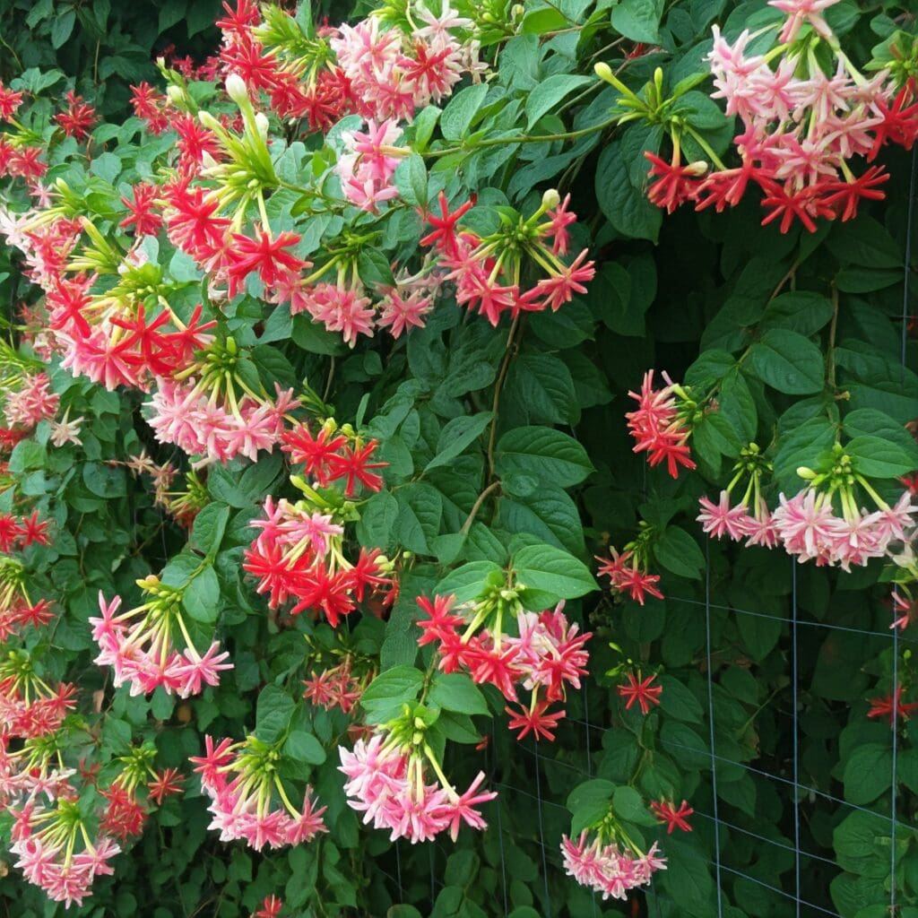 Rangoon Creeper Blooming Gardenfrontier Rangoon Creeper Blooming