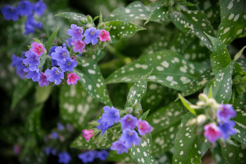 Raspberry Splash Lungwort Gardenfrontier Raspberry Splash Lungwort