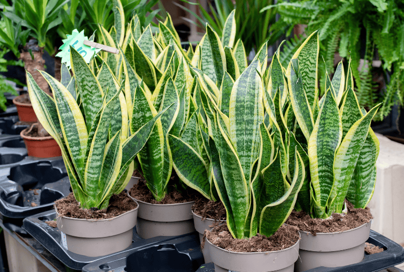 Snake Plant Gardenfrontier Snake Plant