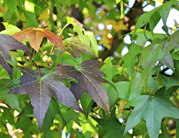 Sweet Gum Liquidambar styraciflua Gardenfrontier Sweetgum tree leaves and spiky seed balls