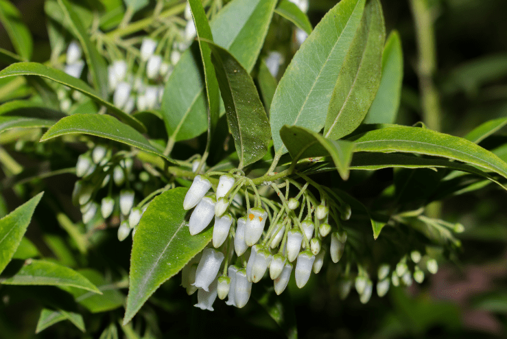 leucothoe axillaris Gardenfrontier leucothoe axillaris