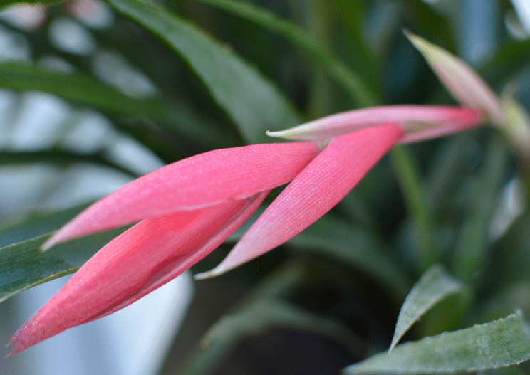 Queen Gardenfrontier's Tears Plant in Bloom Queens Tears bromeliad with arching green leaves and pink blue and green hanging flowers