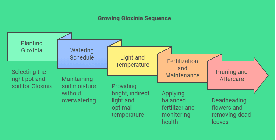 StepbyStep Guide to Gloxinia Care Gardenfrontier Step by Step Guide to Gloxinia Care