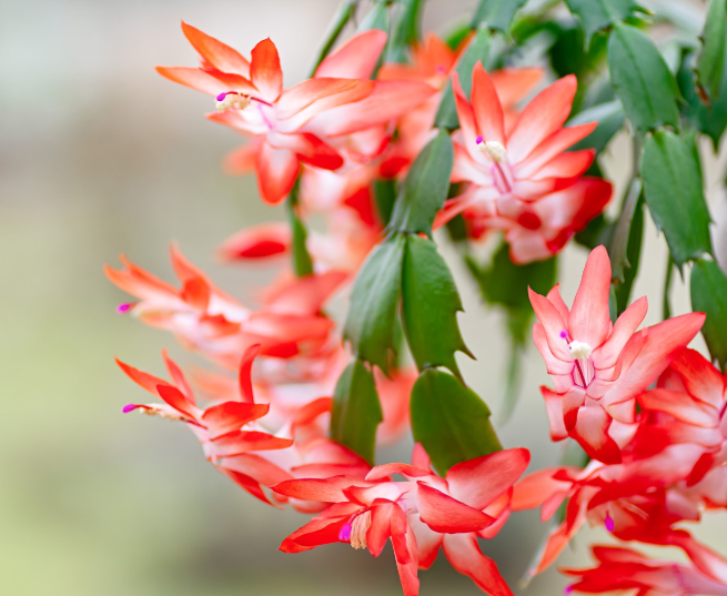 Thanksgiving Cactus Gardenfrontier Thanksgiving Cactus