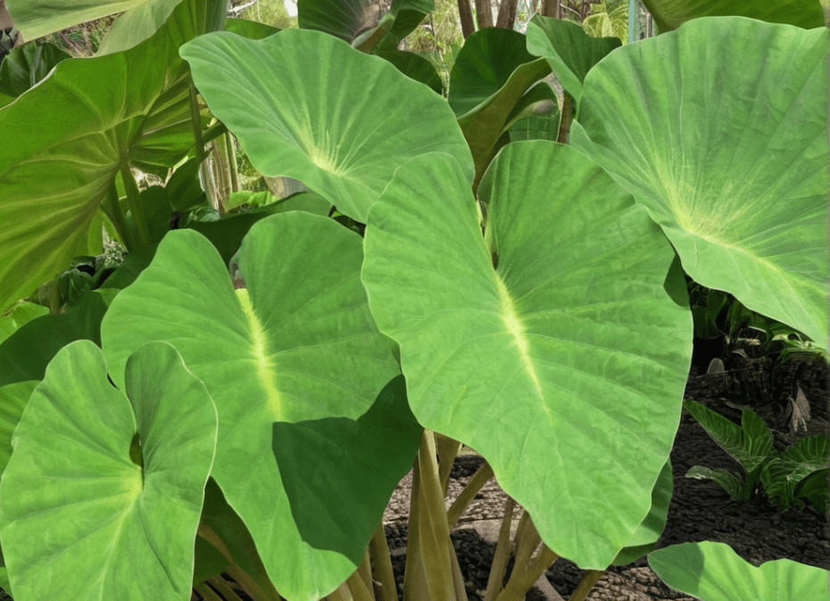 Elephant Ear Plants Gardenfrontier Elephant Ear Plants