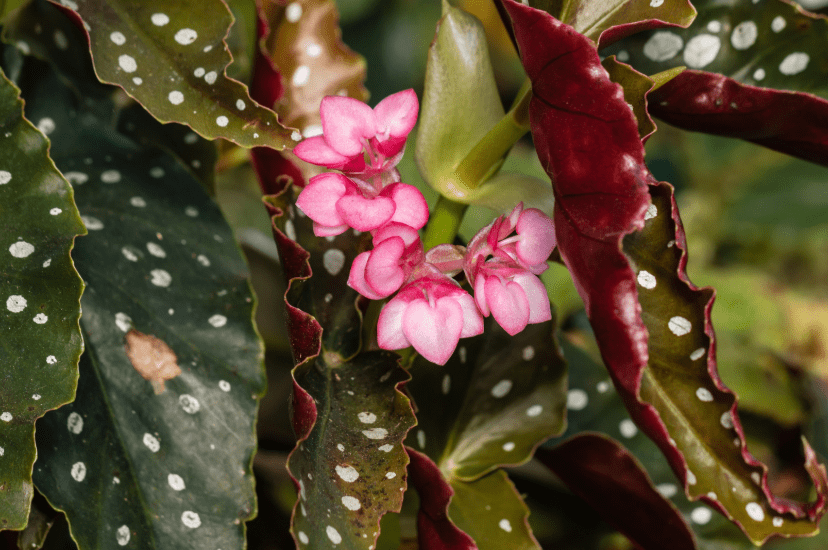 Angel Wing Begonia Gardenfrontier Angel Wing Begonia