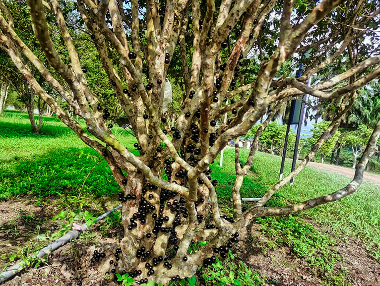 Jaboticaba Tree Gardenfrontier A healthy Jaboticaba tree with fruit growing directly on the trunk