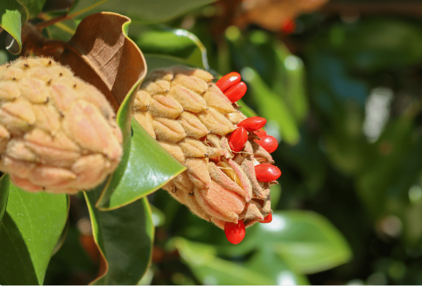 Magnolia Seed Pod Gardenfrontier Magnolia Seed Pod