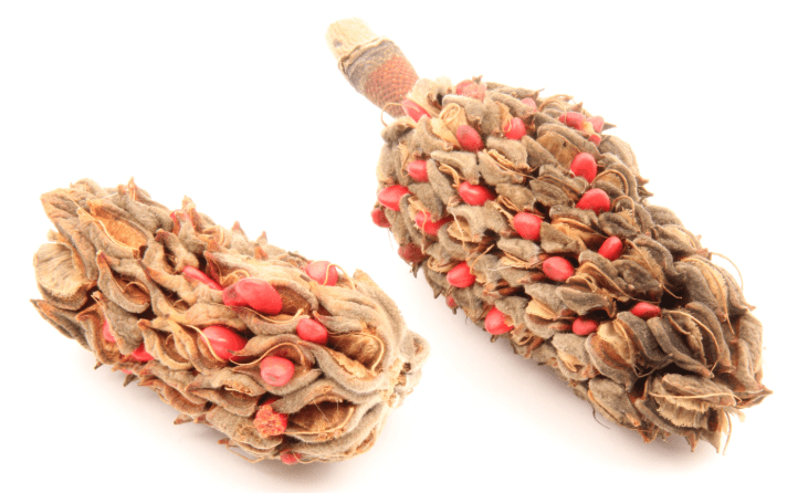Magnolia seeds in a pod Gardenfrontier Bright red magnolia seeds emerging from a brown cone like seed pod