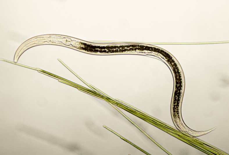 Nematodes Gardenfrontier Nematodes