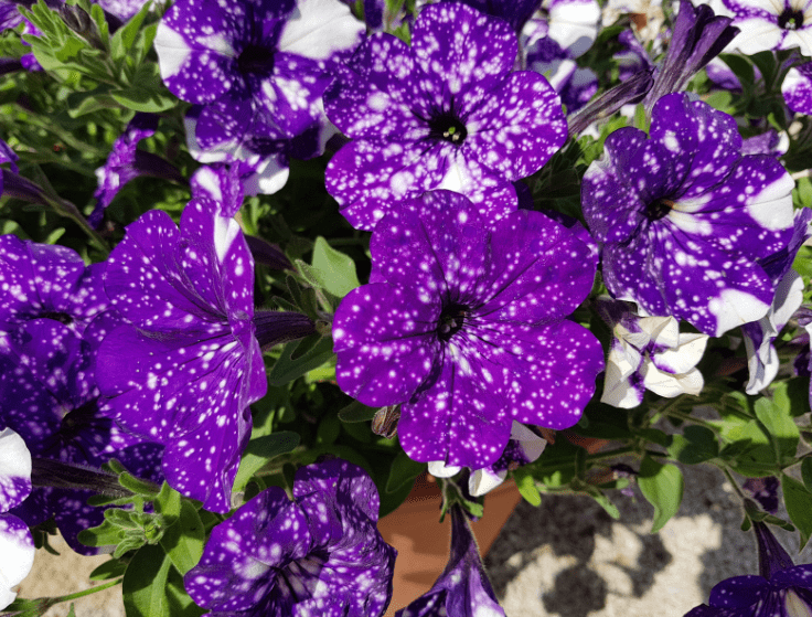 Night Sky Petunia Gardenfrontier A close up of vibrant purple Night Sky Petunias covered in white star like speckles