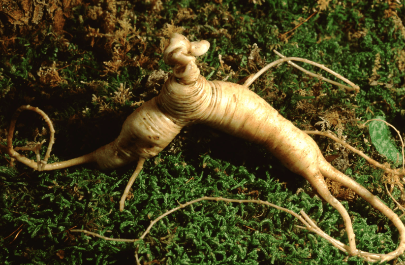 Wild American Ginseng Plant Gardenfrontier A mature American Ginseng plant showing bright red berries in the forest