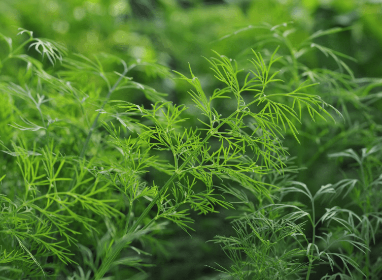 Growing Dill Gardenfrontier Growing Dill